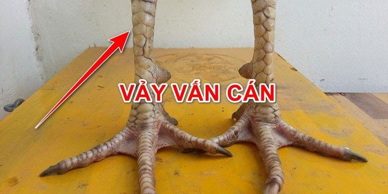 Vảy Gà Vấn Cán - Đặc Điểm Vảy Gà Độc Và Hiếm Nhất 2024 2 Vảy Gà Vấn Cán - Đặc Điểm Vảy Gà Độc Và Hiếm Nhất 2024